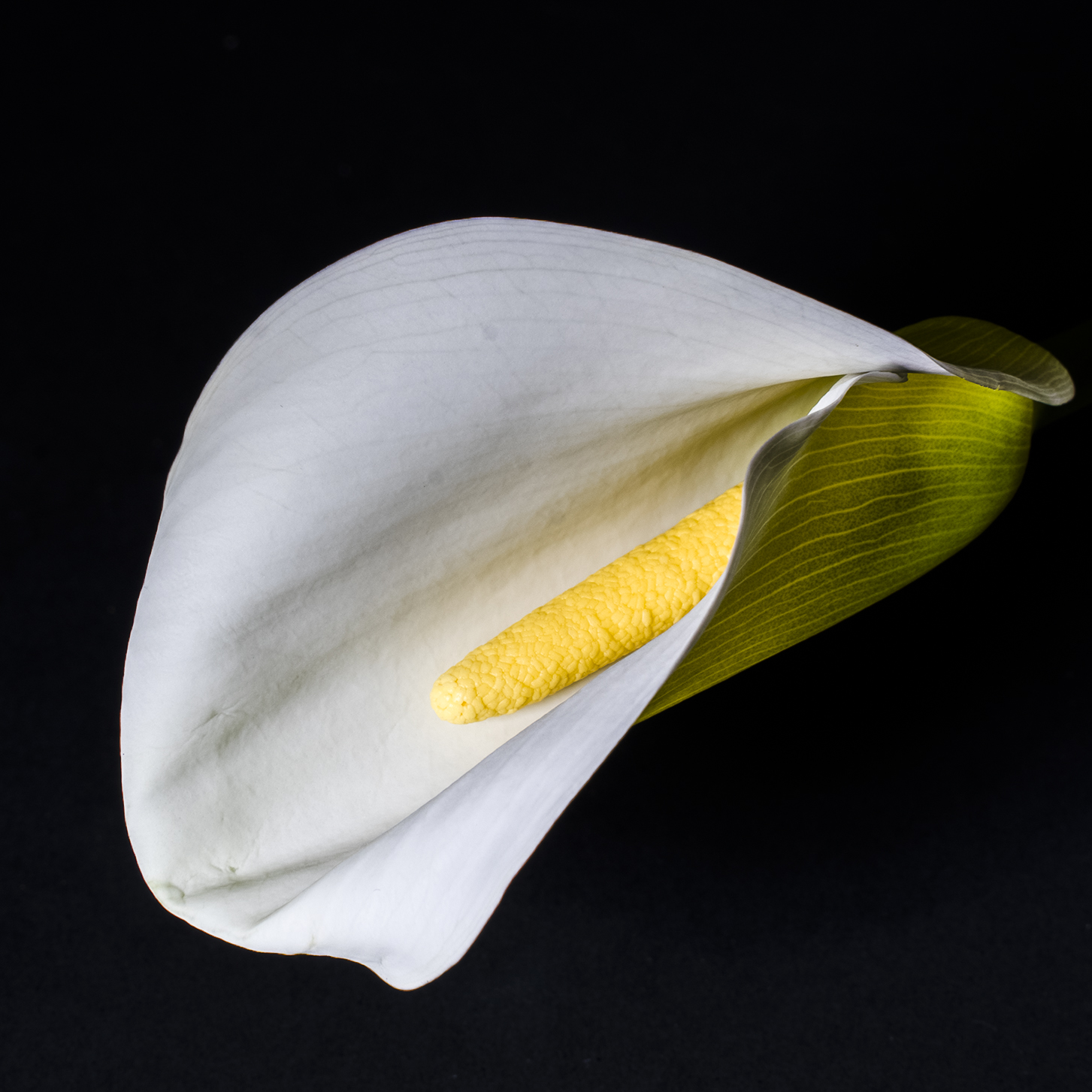 Witte calla in close-up — fotografie van Daan D'Hondt