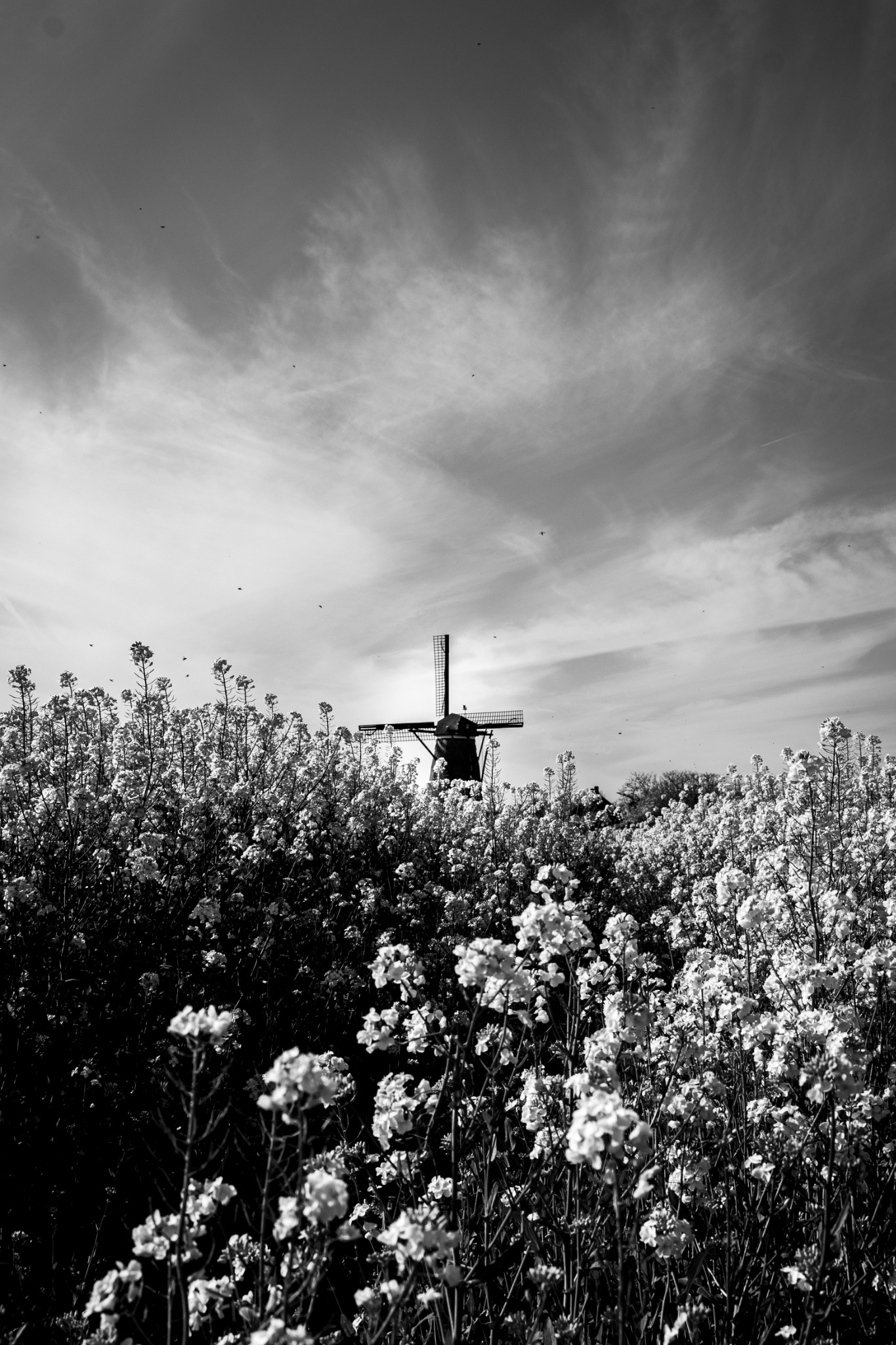 Natuur foto 8